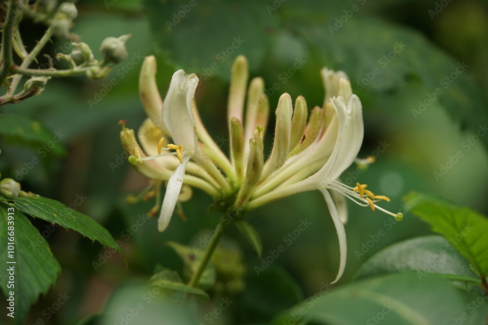 Honeysuckle in Bloom