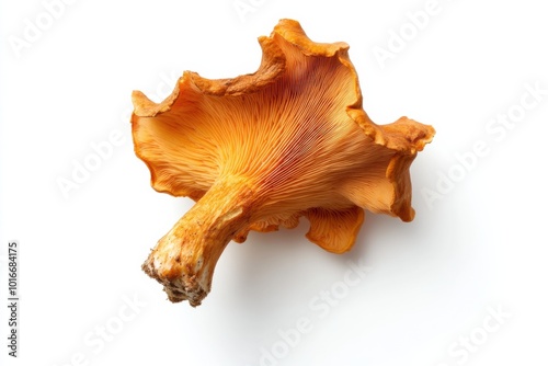 Rare Chanterelle Mushroom in Pure and Simple Beauty