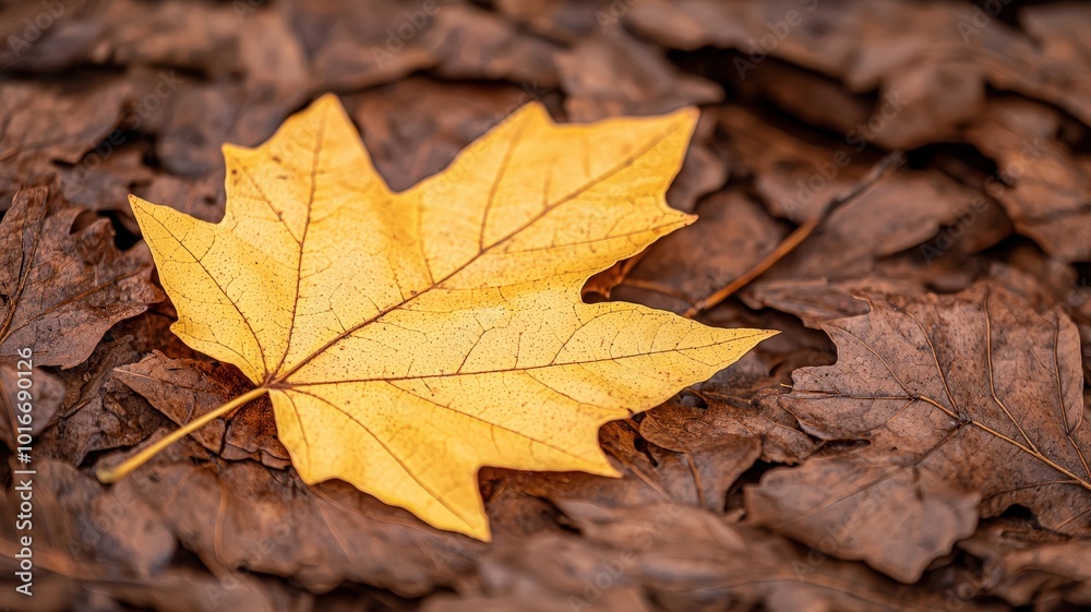 A vibrant yellow maple leaf rests on a bed of brown, decaying leaves, showcasing the beauty of autumn. A vibrant yellow maple leaf rests on a bed of brown, decaying leaves, showcasing the beauty of autumn.