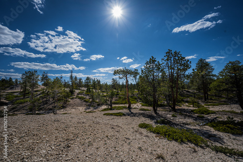 Bryce Canyon Woodland Photo