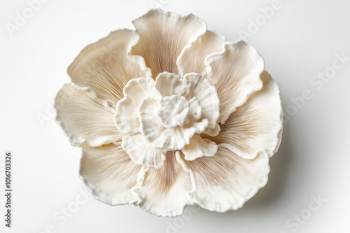 Whispering White Fungus Blooms in Elegant Isolation