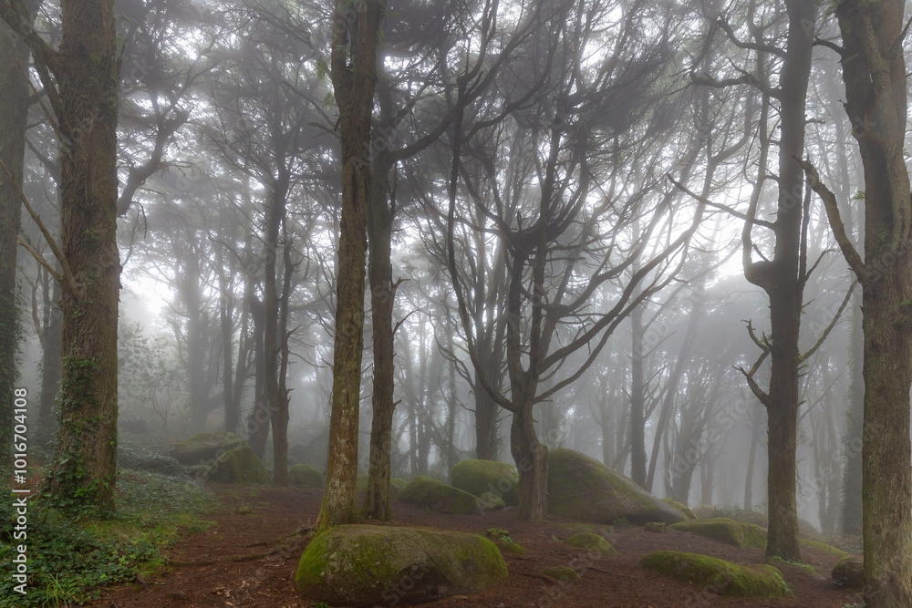 Fototapeta premium Serra de Sintra - Portugal 