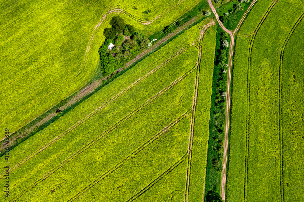 Top view of rapeseed fields. Yellow rapeseed field with stripes and abstract landscape. Germany.