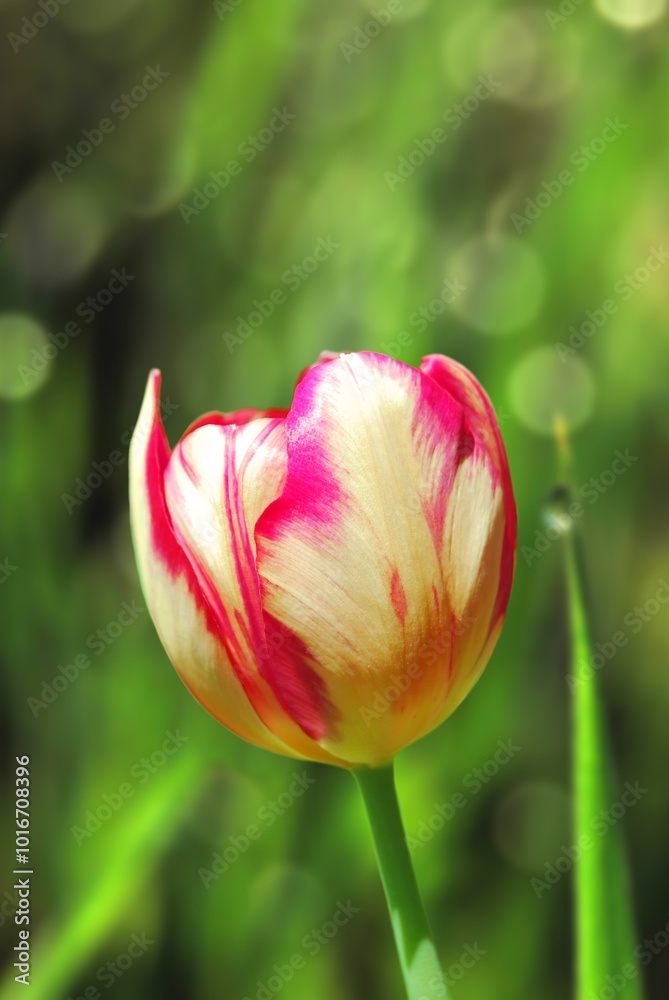 A flower of pink and yellow variegated tulip close up in the garden in springtime A flower of pink and yellow variegated tulip close up in the garden in springtime