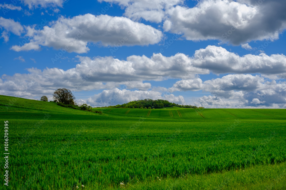 Yellow wheat field and blue sky. Farmland, Germany. Yellow wheat field and blue sky. Farmland, Germany.