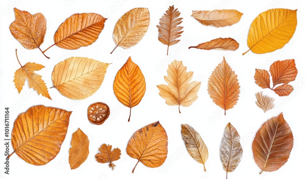 Obraz premium A collection of autumn leaves isolated on a white background
