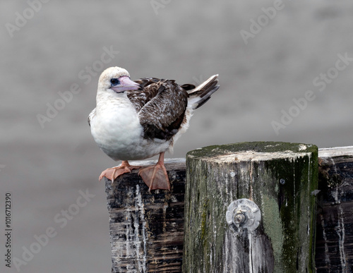 Red-footed Booby perched on piling
