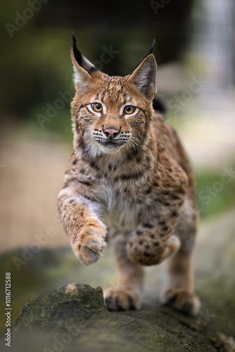 Two lynx cubs play in the paddock.
