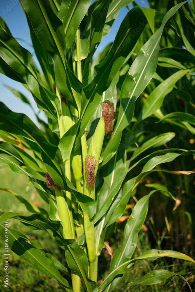 Corn field close up. Selective focus. Green Maize Corn Field Plantation in Summer Agricultural Season.