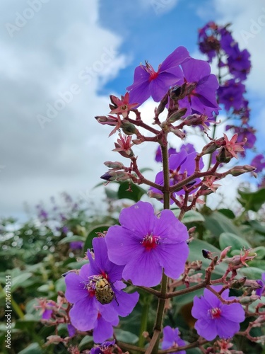 flowers of a lilac