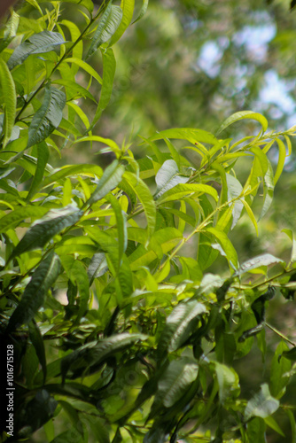 Peach green leaves in the garden, Peach Branch 