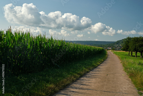 Green corn field with corn cobs. Corn green field.