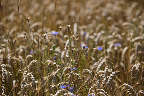Obraz na płótnie Wild pea blossom blue flowers braiding ripe wheat ear, natural background. Ripe wheat and wild flowers close-up. w salonie