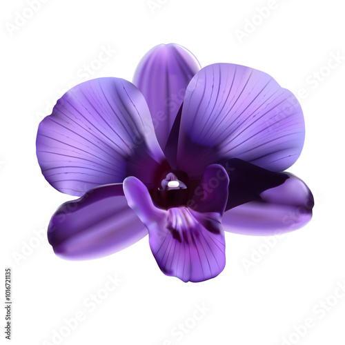 Iris violet flower. white background