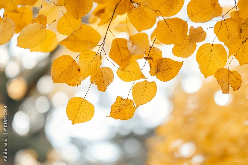 A fall set of photo overlays with fall leaves, fog, rain, sun, and light, perfect for Photoshop A fall set of photo overlays with fall leaves, fog, rain, sun, and light, perfect for Photoshop