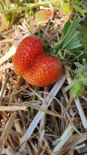 strawberry in the garden photo