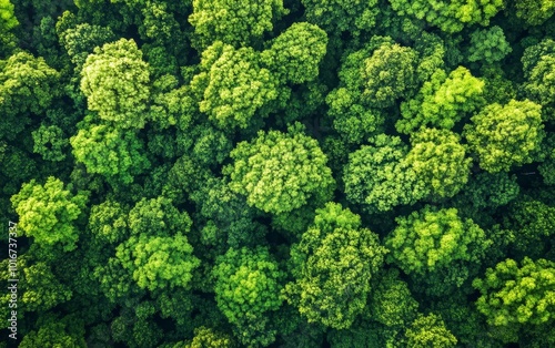 Aerial view of lush green treetops, showcasing the vibrant texture and density of a forest canopy.