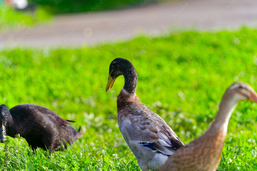 Group of male and female Indian runner ducks grazing on meadow at organic Swiss farm at City of Zürich. Photo taken October 7th, 2024, Zurich, Switzerland.