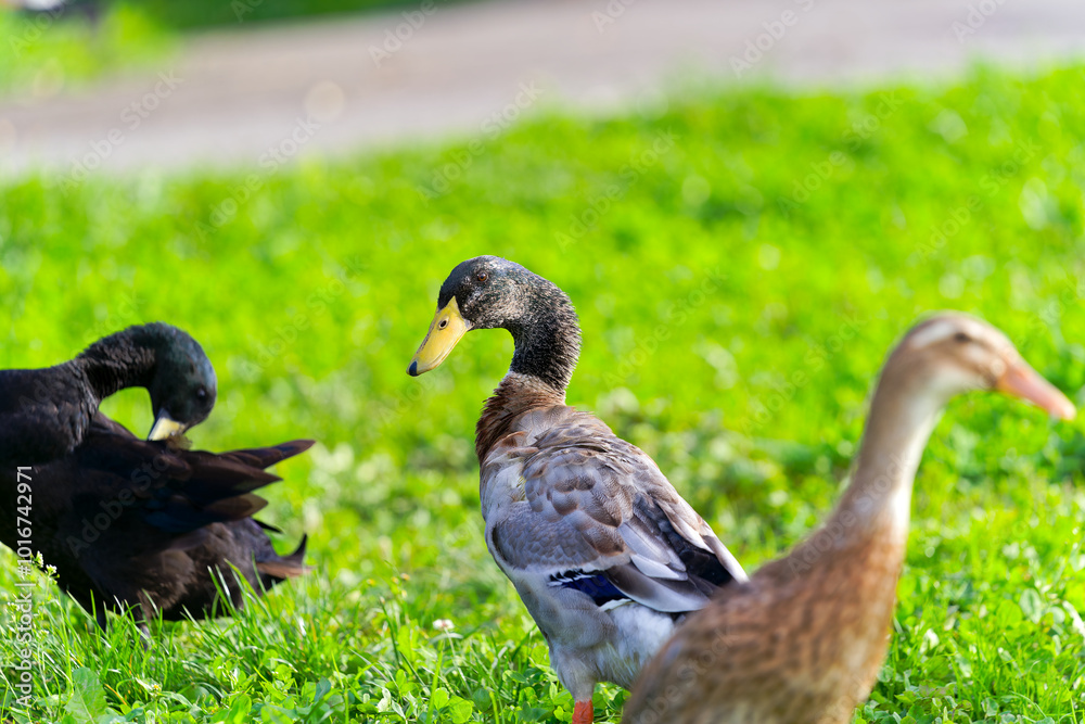 Obraz premium Group of male and female Indian runner ducks grazing on meadow at organic Swiss farm at City of Zürich. Photo taken October 7th, 2024, Zurich, Switzerland.