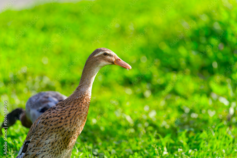 Group of male and female Indian runner ducks grazing on meadow at organic Swiss farm at City of Zürich. Photo taken October 7th, 2024, Zurich, Switzerland. Group of male and female Indian runner ducks grazing on meadow at organic Swiss farm at City of Zürich. Photo taken October 7th, 2024, Zurich, Switzerland.