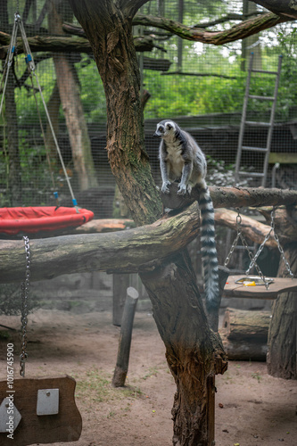 The ring-tailed lemur (Lemur Katta) at Eberswalder Zoo, Germany. Endemic to the island of Madagascar, where it is endangered. photo