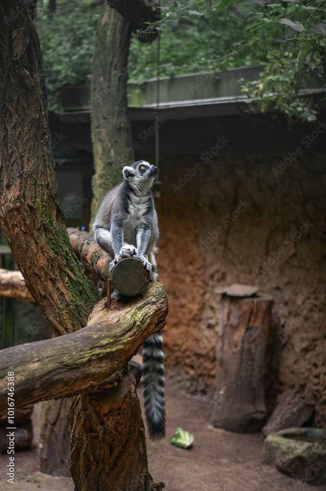 Obraz premium The ring-tailed lemur (Lemur Katta) at Eberswalder Zoo, Germany. Endemic to the island of Madagascar, where it is endangered.