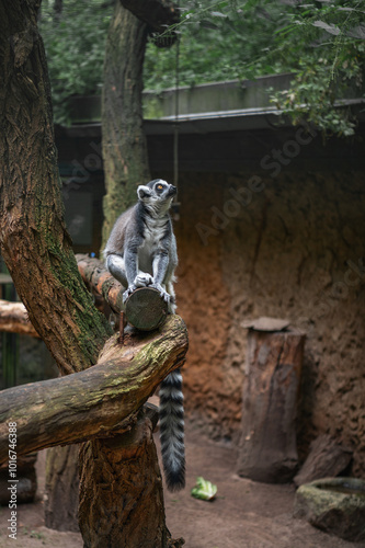 The ring-tailed lemur (Lemur Katta) at Eberswalder Zoo, Germany. Endemic to the island of Madagascar, where it is endangered. photo