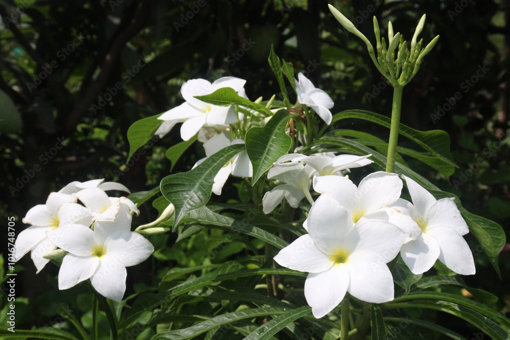Obraz premium Plumeria pudica flower plant on nursery