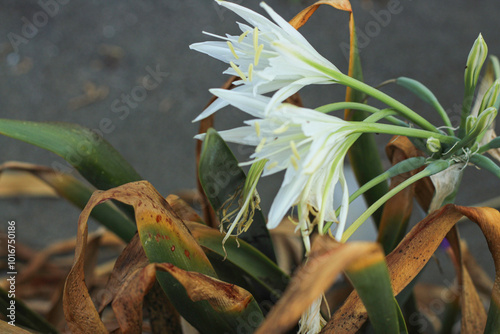 Sand lily or Sea daffodil closeup view. Pancratium maritimum, wild plant blooming, white flower, sandy beach background. Sea pancratium lily. Pancratium maritimum on Mediterranean sea beach nature. photo