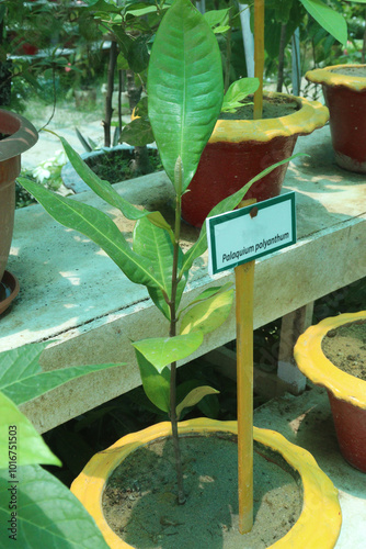 Palaquium formosanum fruit plant on nursery photo