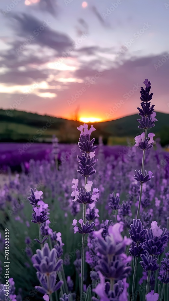 Obraz premium 4K Photo of a Lavender Field at Sunset with Pink, Orange, and Purple Sky