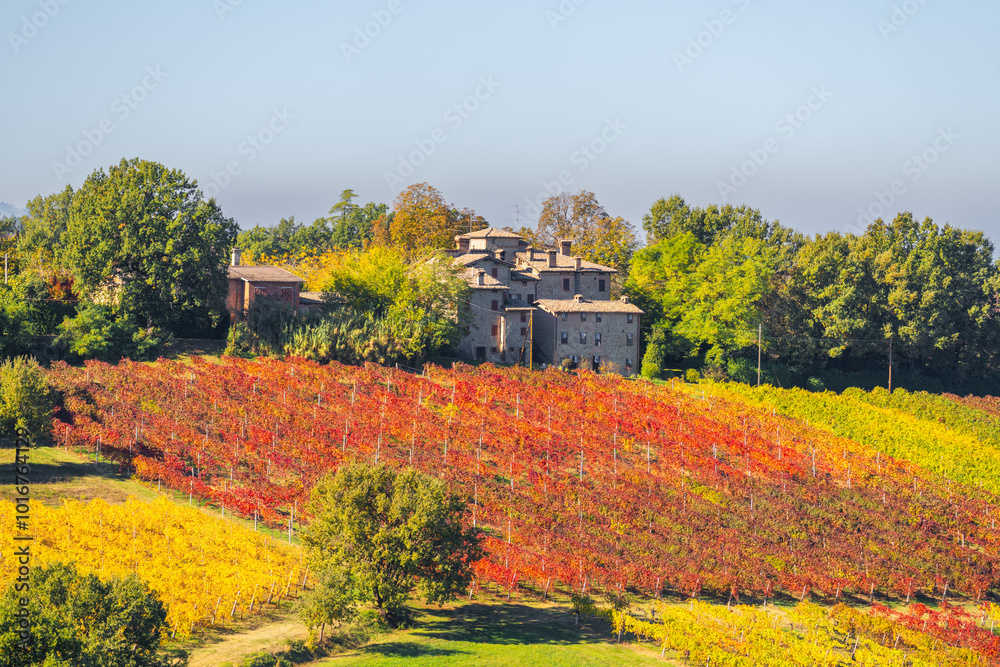 Castelvetro, Modena, Emilia Romagna, Italy. Sunset over the vineyards