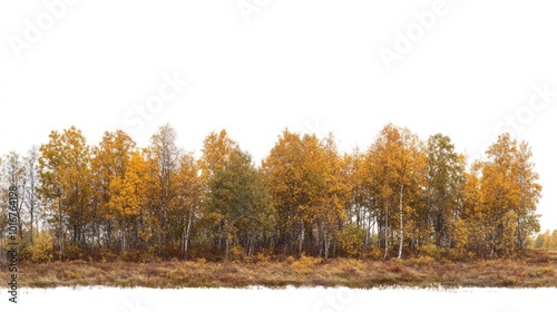 Forest autumn landscape outdoors.