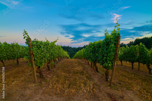 Vineyard in the Willamette Valley of Oregon. photo