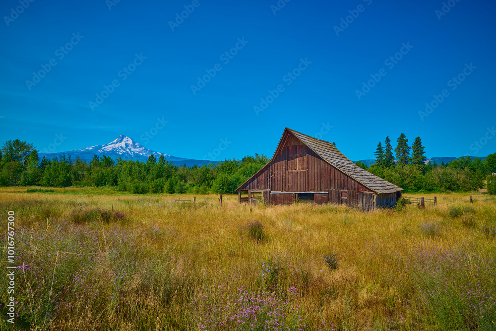 Old Barn in a field with Mount Hood in the distance. Old Barn in a field with Mount Hood in the distance.