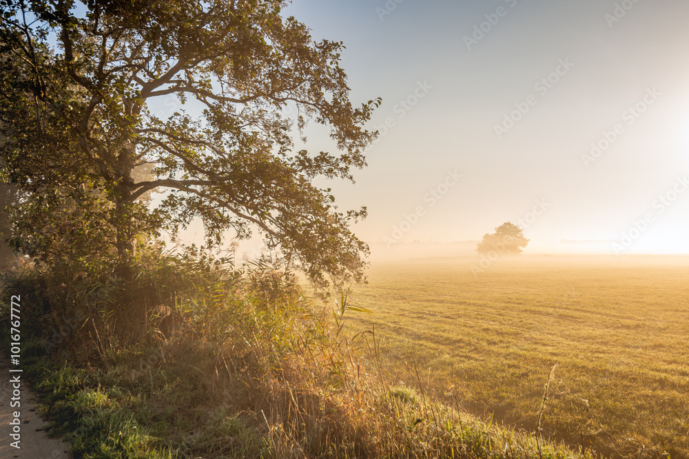 Morning mist over the grassland at dawn