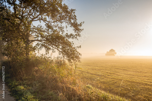 Morning mist over the grassland at dawn
