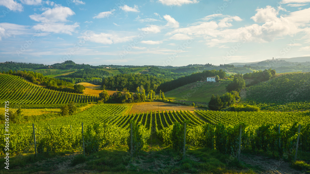 Obraz premium Vineyards in the San Gimignano countryside at sunset. Tuscany, Italy
