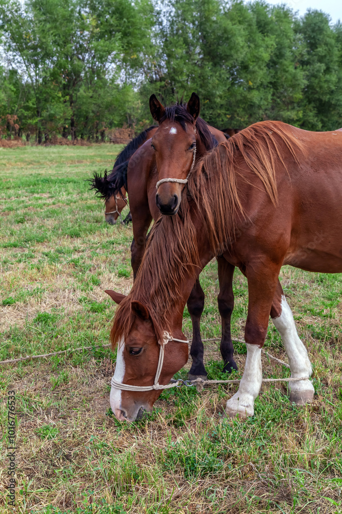 Two horses standing next to each other. Romantic relationship of horses