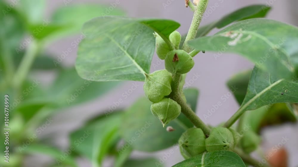 Ashwagandha plant fresh leaves and fruit berries use for ayurvedic medicine. Ashwagandha known as Withania somnifera is growing in garden. Ashwagandha plant fresh leaves and fruit berries use for ayurvedic medicine. Ashwagandha known as Withania somnifera is growing in garden.