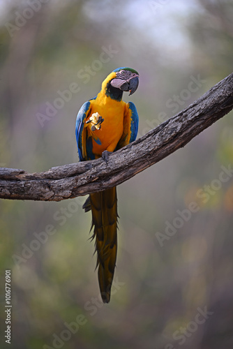 Blue-and-yellow Macaw Perched on a Tree Branch, Eating an Apple and Looking Right