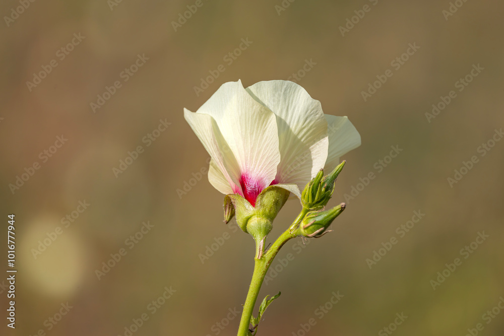 Okra flower and okra in the okra garden Okra flower and okra in the okra garden