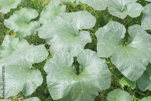 pumpkin plant on farm for harvest