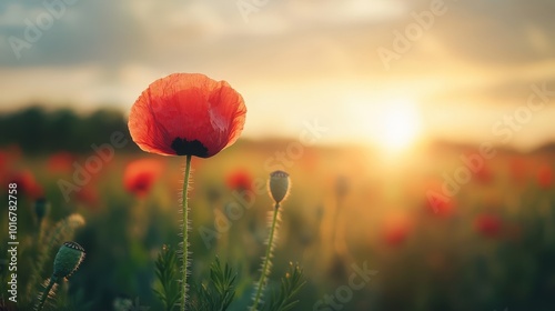 Poppy Flower Field Sunset Landscape