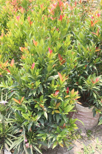 syzygium myrtifolium leaf plant on nursery photo