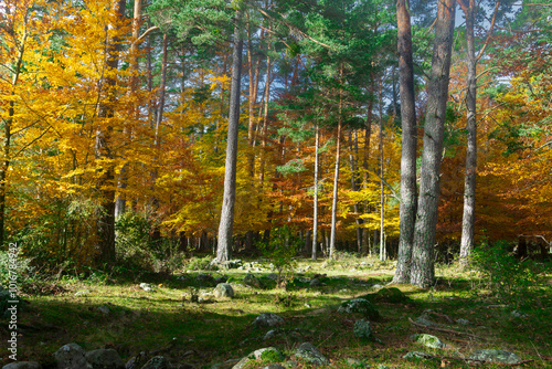Autumn in the forest. Beautiful colors. 
