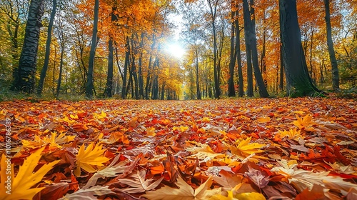 Sunlit path through autumn forest with colorful leaves. photo