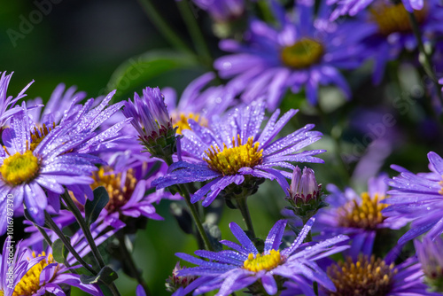 Fototapeta Naklejka Na Ścianę i Meble -  Purple flowers of asters in the garden. Selective focus.