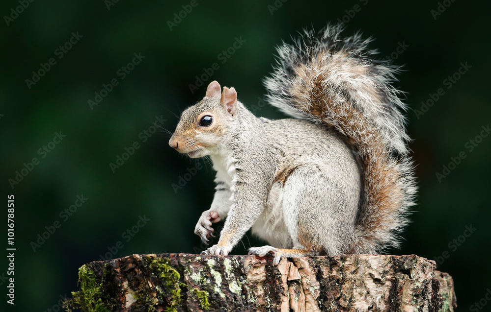 Portrait of a grey squirrel standing on a tree stump Portrait of a grey squirrel standing on a tree stump
