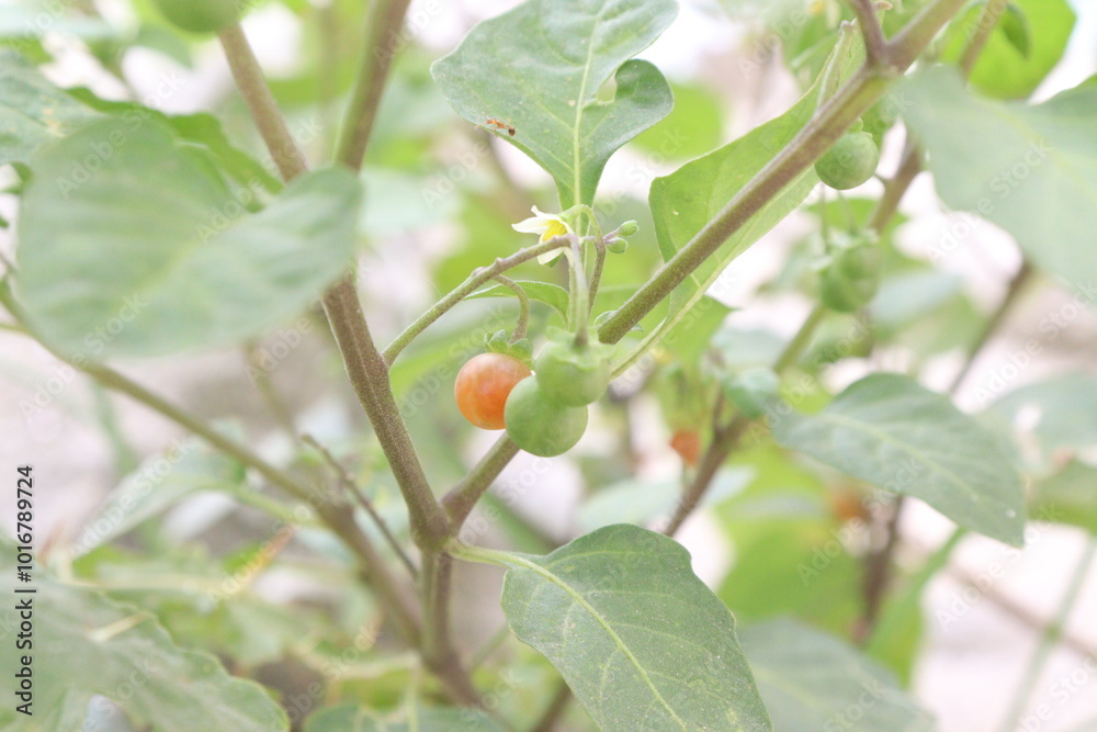 Solanum villosum fruit, medicinal plant Solanum villosum fruit, medicinal plant